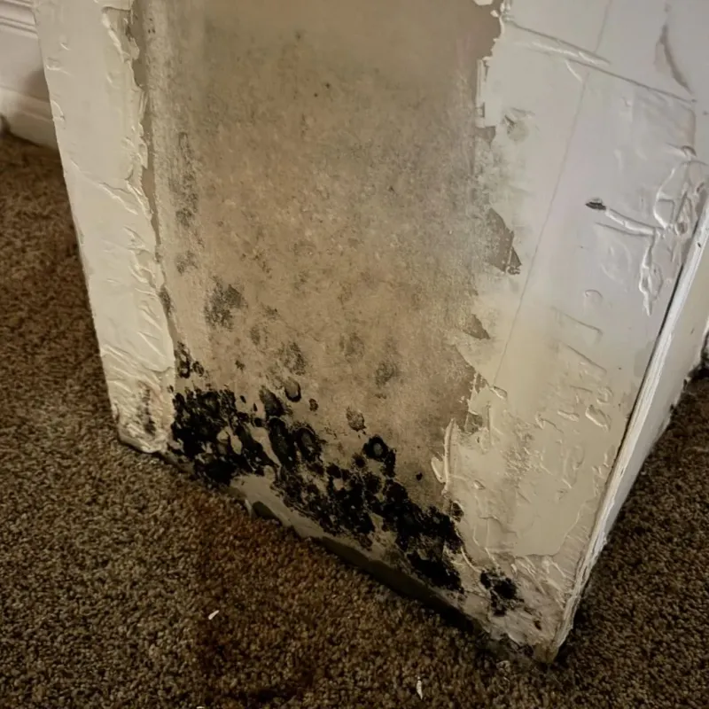 Professional Mold Removal in Center Point, IA